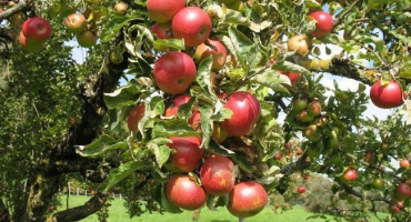 Popis a charakteristika jabloní elena, pravidla výsadby a pěstování